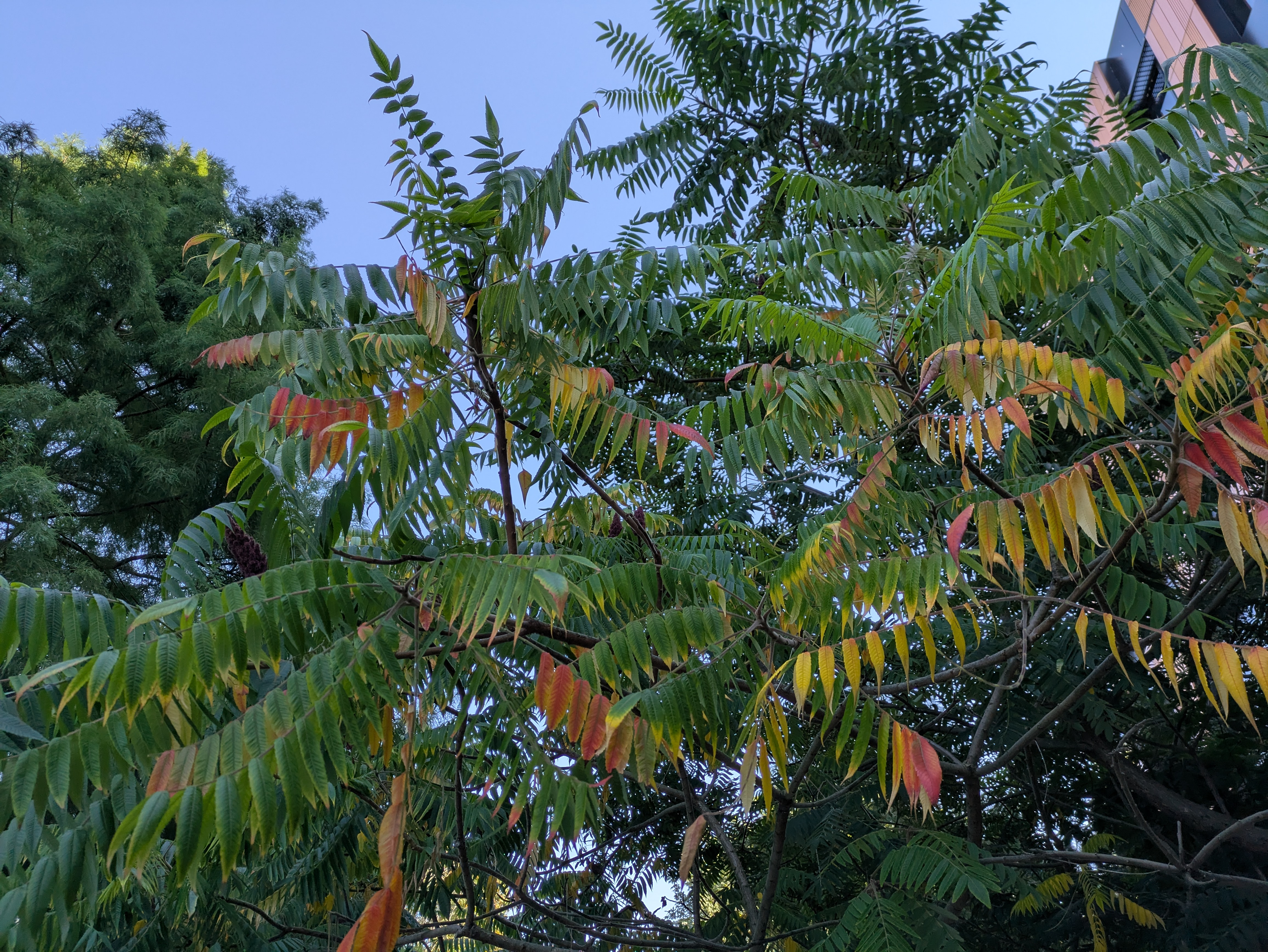 pinnate leaves starting to turn red as autumn begins